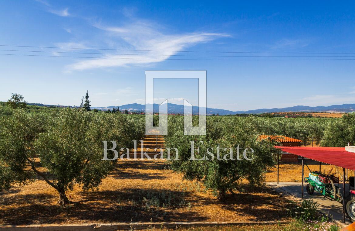 Sithonia Property with 7 Bedrooms and Olive Grove