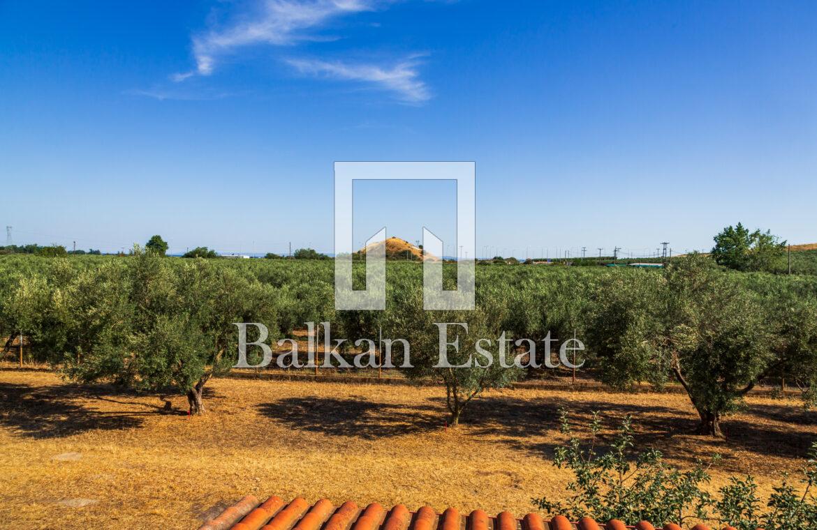 House with Olive Trees in Sithonia