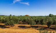 House with Olive Trees in Sithonia