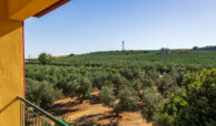 House in Sithonia with Olive Grove